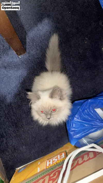 Himalayan 4 months kitten 4