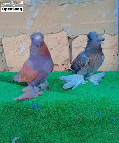 حمام استرالي 2