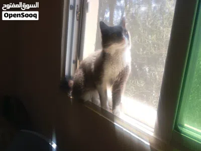 قط شيرازي مون فيس لون رمادي مع ابيض في منطقة اربد .................................................. 4