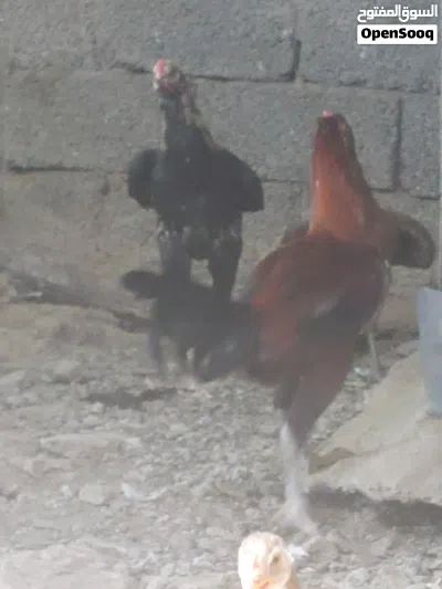 طيور بكستانيه البيع العدد 30 2