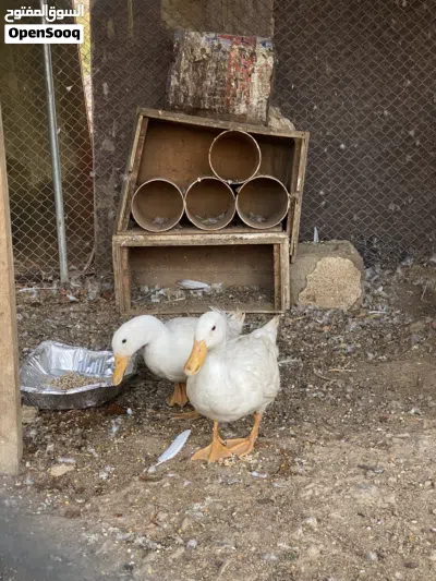 بط للبيع كبار 3