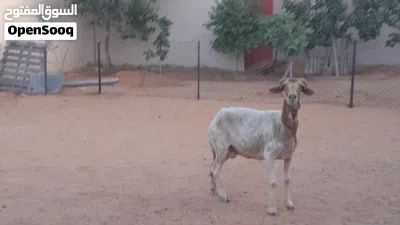 3نعاج وطنيات ربي يبارك عشار بادن الله سنهم زوز رباع ووحده جامعه ضروعهم سليمات مشالله.... 4
