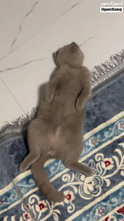 سكوتش فولد العمر 3 أشهر للبيع 2