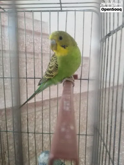 جوز عصافير الحب بألوان مختلفه 2