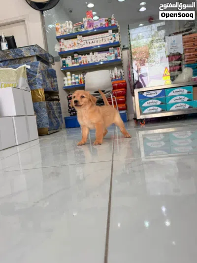 Golden Retriever puppies 2