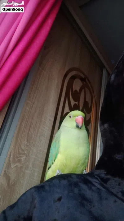ببغاء الدره 2