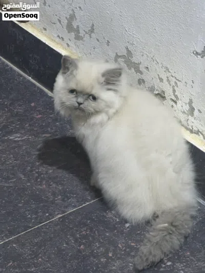 قطة نوع هملايا عمرها 5 أشهر 2