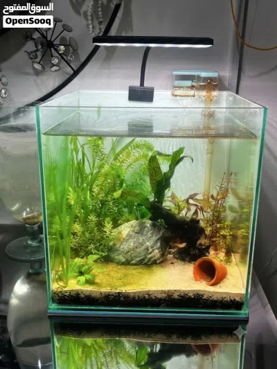 Complete 30cm Cube Planted Aquarium Setup – Ready to Go 3