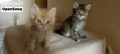 cute baby cat's kittens 2