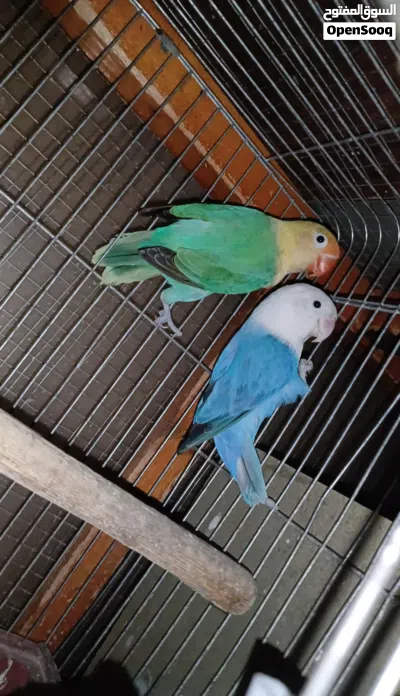 جوزين ببغاء فيشر 2
