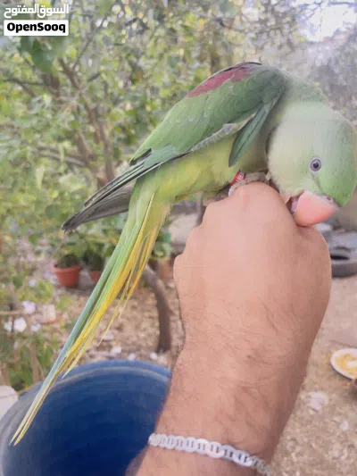 ذكر ببغاء درة نيبالي 4