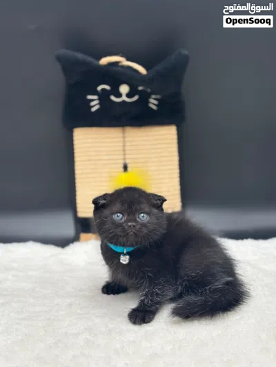 2 كيتنز سكوتش فولد بلاك ذكر وانثي 2 kittens scottish fold black, male and female 2