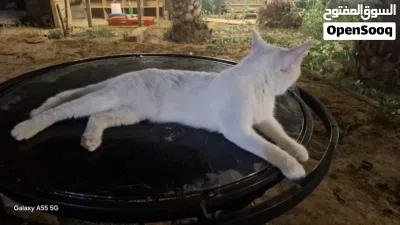 قط للبيع انثا شيرازي 2