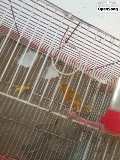 طيور كناري 3