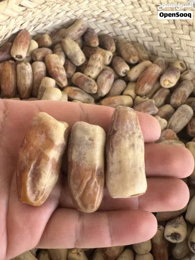 تمر نغال محقب انتاج السنه الحجم الكبير 3