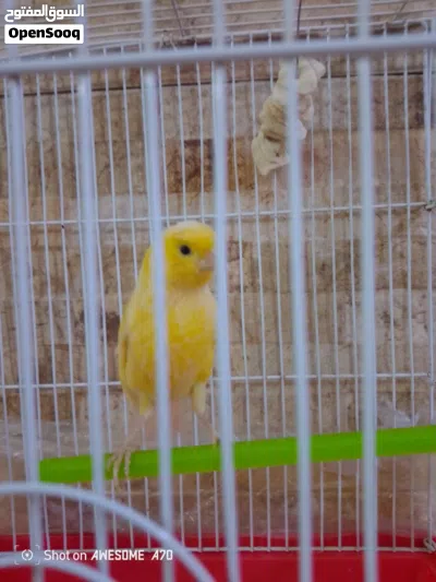 فحل كنار ما شاء الله 2