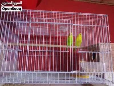 بادجي منتج للبيع الوصف هام 3