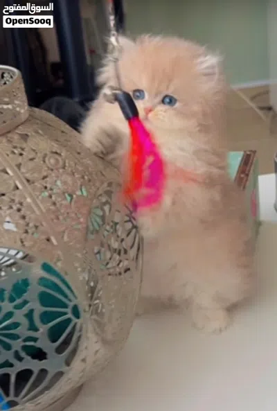 Pure British Golden Ny12 Kitten Fully vaccinated Registered in WCF 3