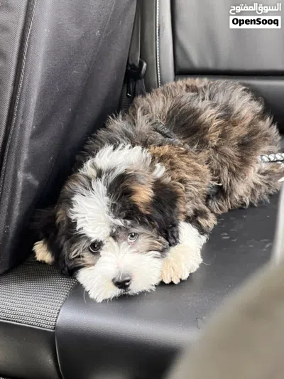 كلب Bernedoodle 2