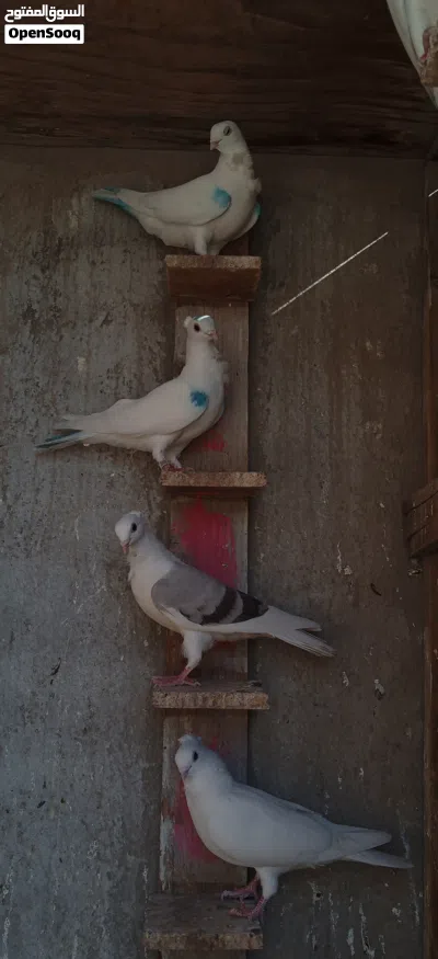 سطح ارافل للبيع 3