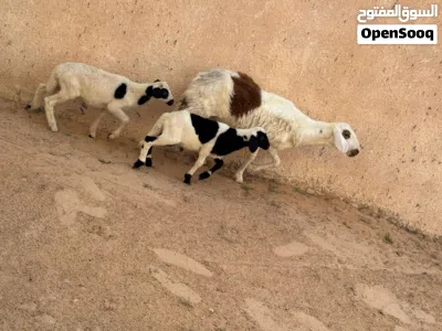 نعجه هجين تحتها زوز خرفان سنهم في الشهر ونص والنعجه قاعده ما بدلتش 2