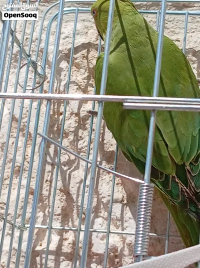 ببغاء دره هندي جوز الصلاة على النبي اقر الوصف الاول 3