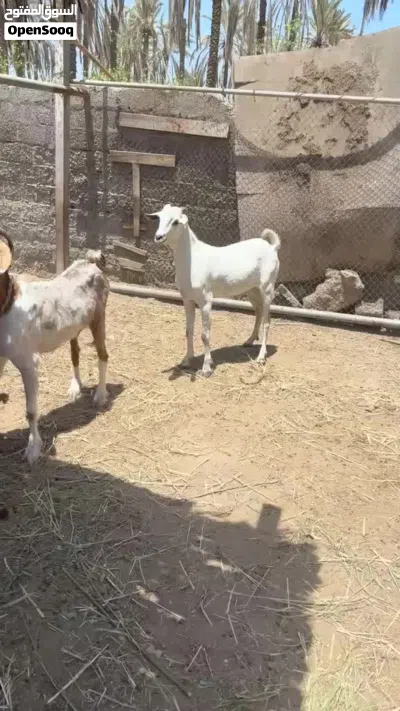 للبيع تيس صومالي تربية المزرعة 2