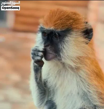 قرد نسناس للبيع 4