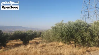 مزرعة غير مقام عليها بناء مزروعة زيتون مطله على جبال جرش و مرتفعه و مطله على الصبيحي . 4