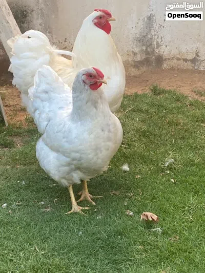 بسم الله ماشاءالله كوبيه ون دوت ثلجي منتجه ربي يبارك من النوادر اللون الابيض لا قوة إلا بالله 3