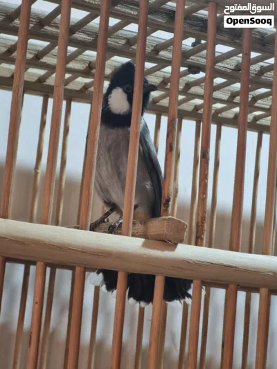 بلبل ربه بس ما يطلع بره 2