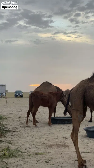 للبيع حصان مصري (التواصل على الواتساب) للبيع حصان مصري واهو مع البل - كل شي باين بالصوره 3