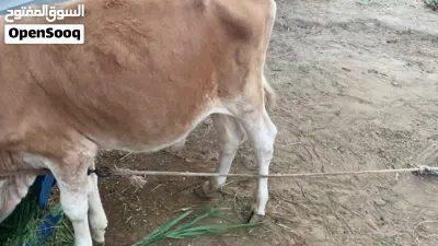 عجل نمساوي بصحه ممتازه جداً 4