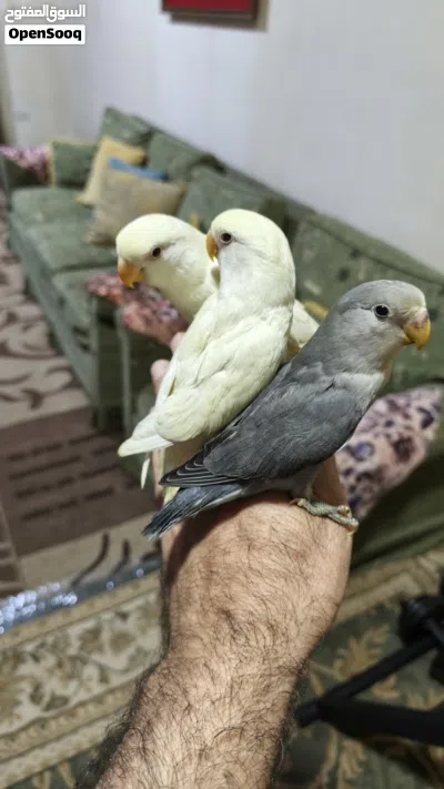 3 ببغاء روز اليف تناديه يجيك طيران عمر شهرين التفاصيل في الوصف و الصور توضح شكل الطيور و الوانهم 3