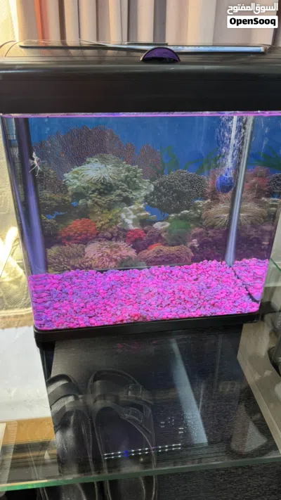 حوض سمك Aquarium 2