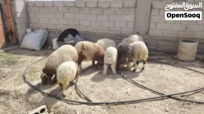 خروف بلدي عدد خمسة وعابورة عدد واحد موجودات بالزرقاء حي معصوم 4