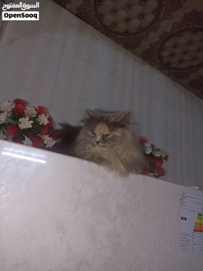 بزونه شيرازي مون فيس نوعية كلش حلوه وراقيه 3