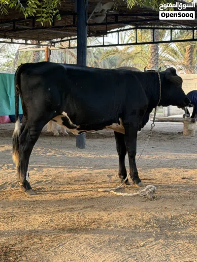 عجله نمساويه اصل 4