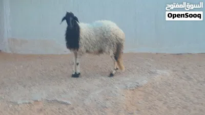 فطيمه وطنيه الله يبارك عمرها ف7شهور سليمه من الامراض متع تربيه مشالله.. 3