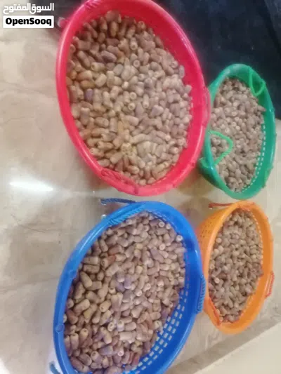 تمر نغال المحقب 3