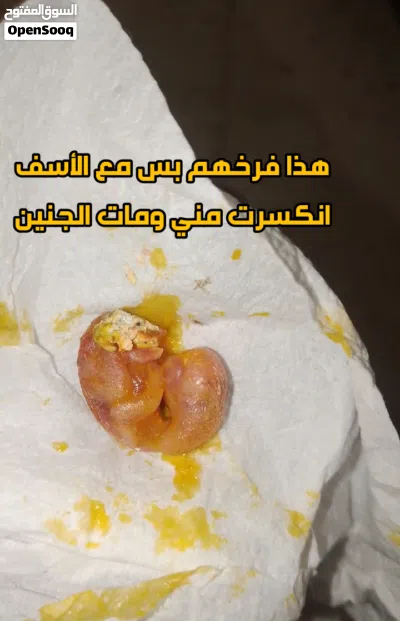 زوج روز لاتينو شغال بسعر حرق 2