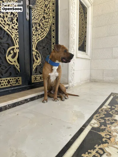 كلب بيتبول شرس جداً 3