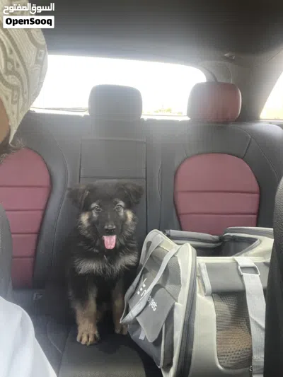 Purebred German Shepherd (Black and Tan), Working Line 2