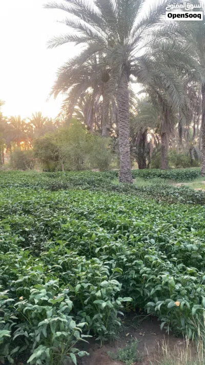 تتوفر لدينا لوبيا عمانيه مقطاع شهري 2