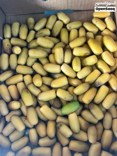 بيع رطب النغال ورطب الخنيزي بلجمله 4