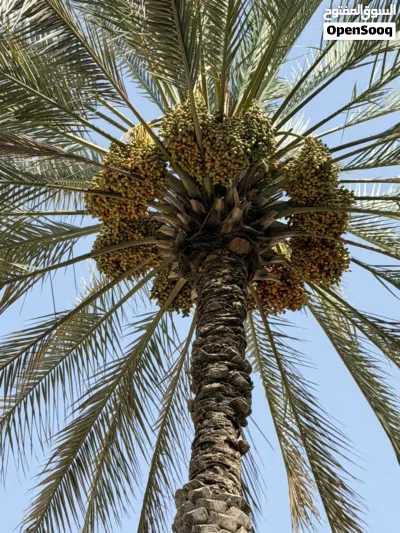 أصناف متنوعة من النخيل للطناء بولاية سمائل 2