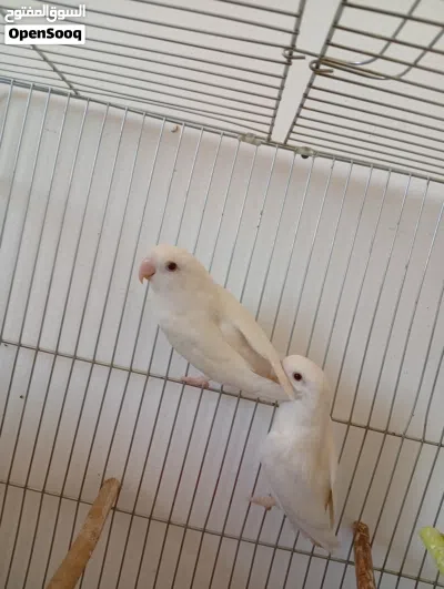 للبيع جوز روز ابيض 2