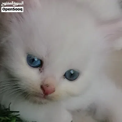 قطط صغار للبيع بعيون زرق 3