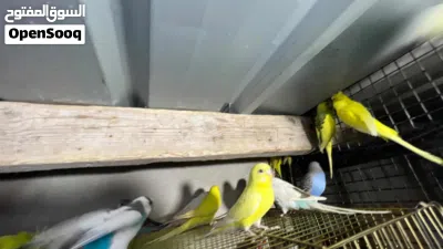 عصافير حب اقرا الوصف 3