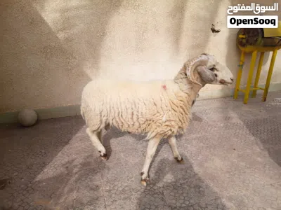 خروف للبيع 2
